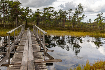 Fototapeta premium wooden footbridge in the bog, traditional bog vegetation, Nigula nature reserve is Nigula bog, a typical western Estonian bog
