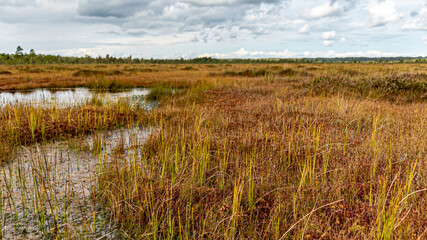 bog wetland, grass, bog pines and traditional bog vegetation, Nigula nature reserve is Nigula bog, a typical western Estonian bog