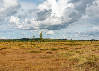 bog wetland, grass, bog pines and traditional bog vegetation, Nigula nature reserve is Nigula bog, a typical western Estonian bog