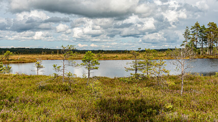Obraz premium bog wetland, grass, bog pines and traditional bog vegetation, Nigula nature reserve is Nigula bog, a typical western Estonian bog