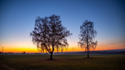 tree silhouettes on a blue horizon after sunset