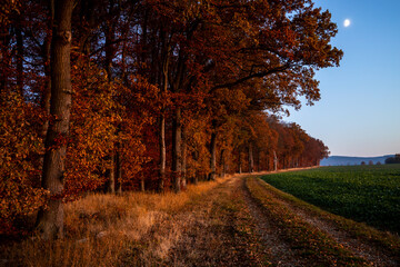 forest after sunset in autumn