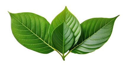 Fototapeta premium Green leaves on white isolated background transparent