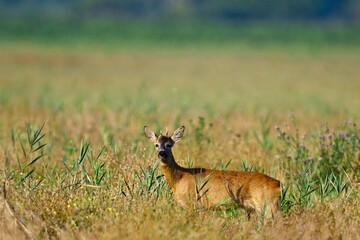 Europäisches Reh // Roe deer (Capreolus capreolus) - Körös-Maros, Ungarn