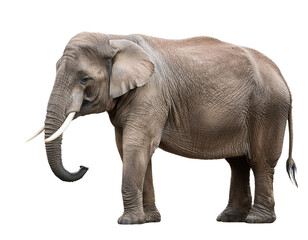 Fototapeta premium Elephant standing on white isolated background transparent