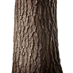 Fototapeta premium Detailed tree bark close-up, white isolate background transparent