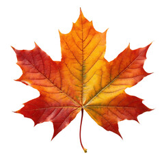 Obraz premium Colorful autumn maple leaf, white isolate background transparent