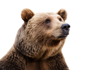 Fototapeta premium Brown bear portrait, white isolate background transparent