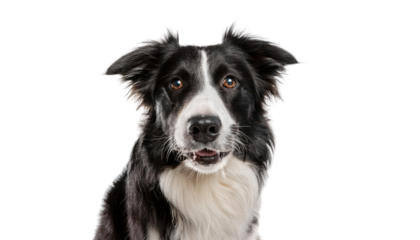 Border collie dog portrait, white isolate background transparent
