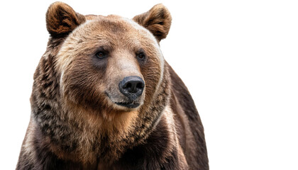 Brown bear, white isolate background transparent