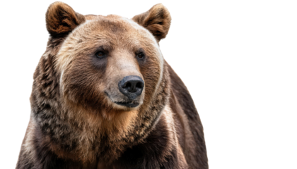 Brown bear, white isolate background transparent