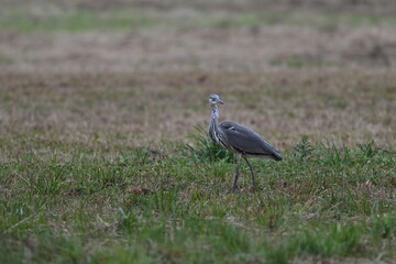 Graureiher / Fischreiher - wildlebend,
 bei der Futtersuche