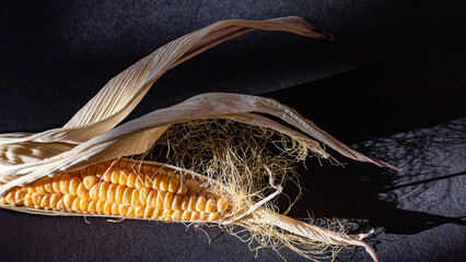 still life, close-up of corn, Zea mays, Common corn is a cereal crop, macro