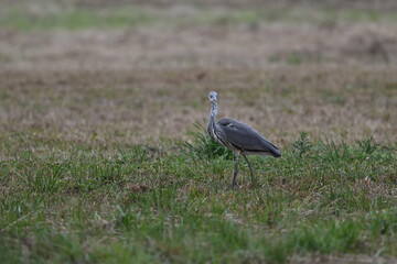 Graureiher / Fischreiher - wildlebend,
 bei der Futtersuche