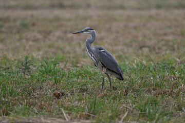 Graureiher / Fischreiher - wildlebend,
 bei der Futtersuche