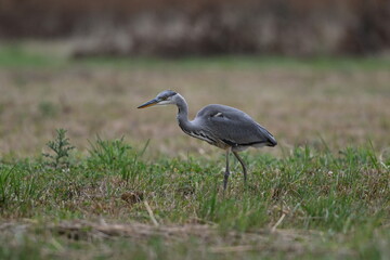 Graureiher / Fischreiher - wildlebend,
 bei der Futtersuche