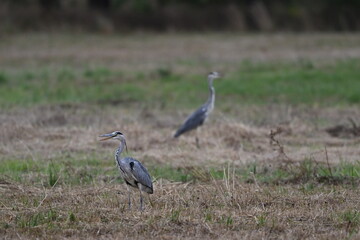 Graureiher / Fischreiher - wildlebend,
 bei der Futtersuche