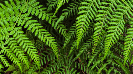 Backgroung from green fern leaves. Nature plant pattern. Tropical texture