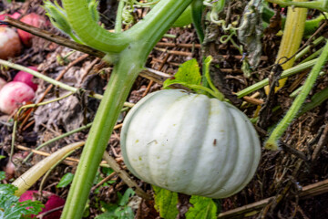 pumpkin in the garden, autumn harvest time, gardener's concept, autumn harvest, macro