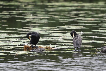 auf einem Ast rastende Kormorane auf dem See