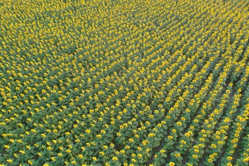 Aerial drone view of the giant sunflower field during the blooming season. Modern technology use in the agricultural business concept.