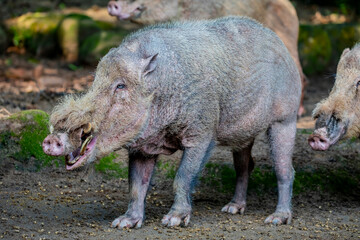 The closed image of bearded pig (Sus barbatus) . 
It can be recognized by its prominent beard. It...