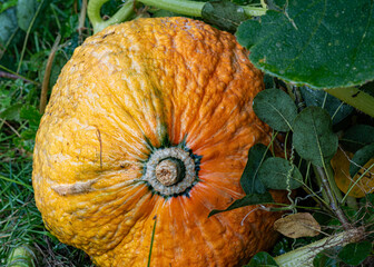 pumpkin in the garden, autumn harvest time, gardener's concept, autumn harvest, macro