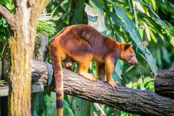 a Goodfellow's tree-kangaroo stands on trunk.
It belongs to the family Macropodidae.
It has short, woolly fur,usually chestnut to red-brown in color, a grey-brown face, a long, golden brown tail