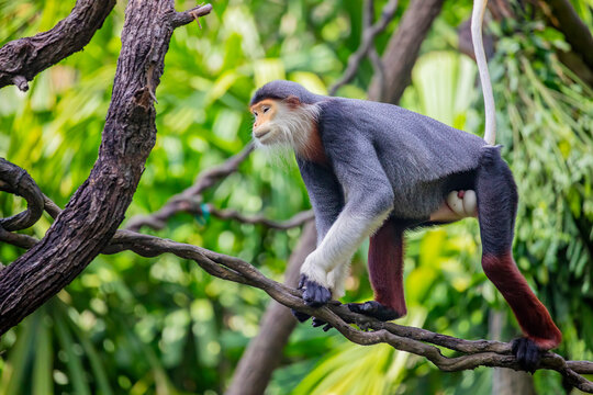 The red-shanked douc (Pygathrix nemaeus), is a species of Old World monkey, among the most colourful of all primates, an arboreal and diurnal monkey that eats and sleeps in the trees of the forest.