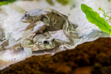 Titicaca water frog (Telmatobius culeus) is entirely aquatic and only found in the Lake Titicaca basin.