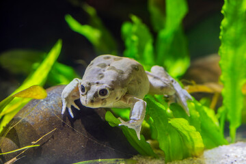 Titicaca water frog (Telmatobius culeus) is entirely aquatic and only found in the Lake Titicaca basin.