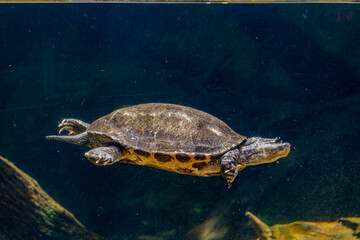 Chinese stripe-necked turtle stands on the stone. This is one of the two most commonly found species used for divination that have been recovered from Shang dynasty sites.