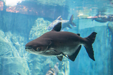 Fototapeta premium The Mekong giant catfish (Pangasianodon gigas) is a large, critically endangered species of catfish, native to the Mekong basin in Southeast Asia and adjacent China.