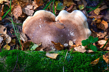 A tree fungus has stabilized on the forest floor among lush leaves and soft moss.