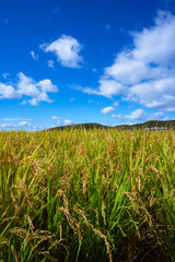 稲穂と青い空