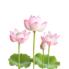 set lotus flowers, isolate background