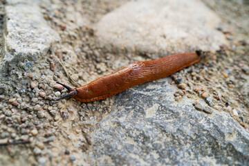 Arion Vulgaris, Spanish slug crawling on a dirt road in Estonia, macro photo.