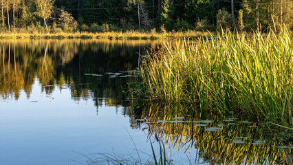 beautiful landscape with a small forest lake, pure lake in the evening light, calm summer
