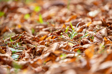 Herbstlaub am Boden