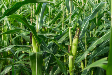 Obraz premium Sweet corn on tree in the cornfield at countryside of Thailand
