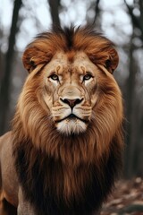 Obraz premium Lion's Face Close Up