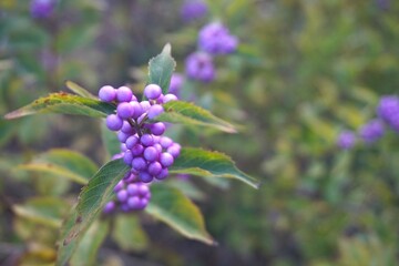 Japanese beautyberry (Callicarpa japonica), South Korea