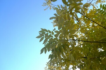 Autumn tree leaves in yellow hues against a serene blue sky. Tree branch with yellow leaves against a blue sky. Suitable for nature backgrounds. autumn background