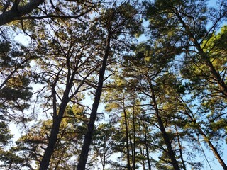 trees bottom view low angle shot of a tranquil fall forest. a view up into the trees direction sky.