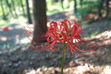 Cluster amaryllis, Spider Lilies. Red spider lily or cluster amaryllis flowers Close-up in the garden. Autumn background.