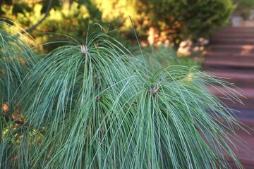 Himalayan Pine (Pinus wallichiana) tree in close up. the texture of green long-coniferous pine