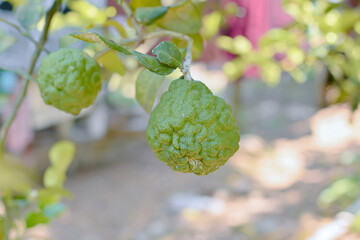 Fototapeta premium A green kaffir lime hanging from a tree branch 