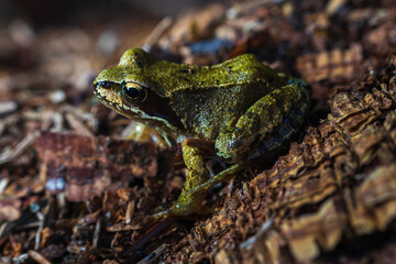 Small grass frog, Rana temporaria animal sitting on tree trunk. Czech wildlife background