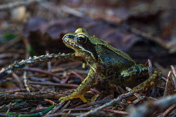 Small grass frog, Rana temporaria animal sitting on tree trunk. Czech wildlife background