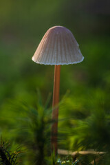 Bonnet, mycena mushroom growing in forest moss. Czech toadstool plant background